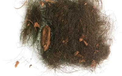The first evidence of ancient Europeans’ drug use