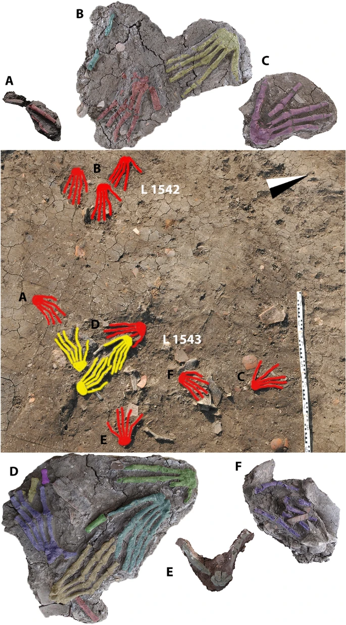 Unlocking Mysteries: Julia Gretsky Uncovers the First Osteological Evidence of Severed Hands in Ancient Egyptian History