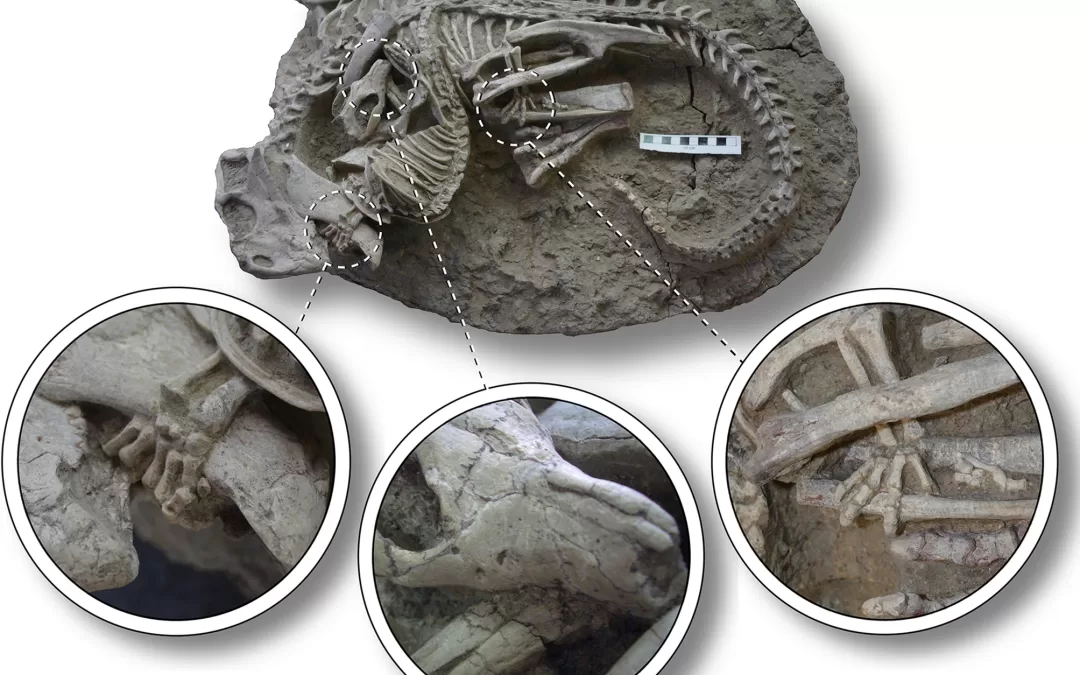 Psittacosaurus lujiatunensis-Repenomamus robustus pair locked in mortal combat