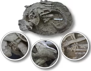 Psittacosaurus lujiatunensis-Repenomamus robustus pair locked in mortal combat