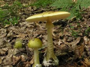 Amanita phalloides (death cap) mushroom in Zalas, Małopolskie, Poland.
