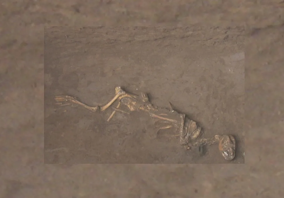 A bronze age dog was buried with a bell around its neck at the Sipanmo site in Anyang, China. Photo by Roderick Campbell