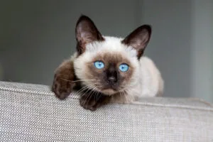 Cute kitten siamese cat indoor national siamese cat day