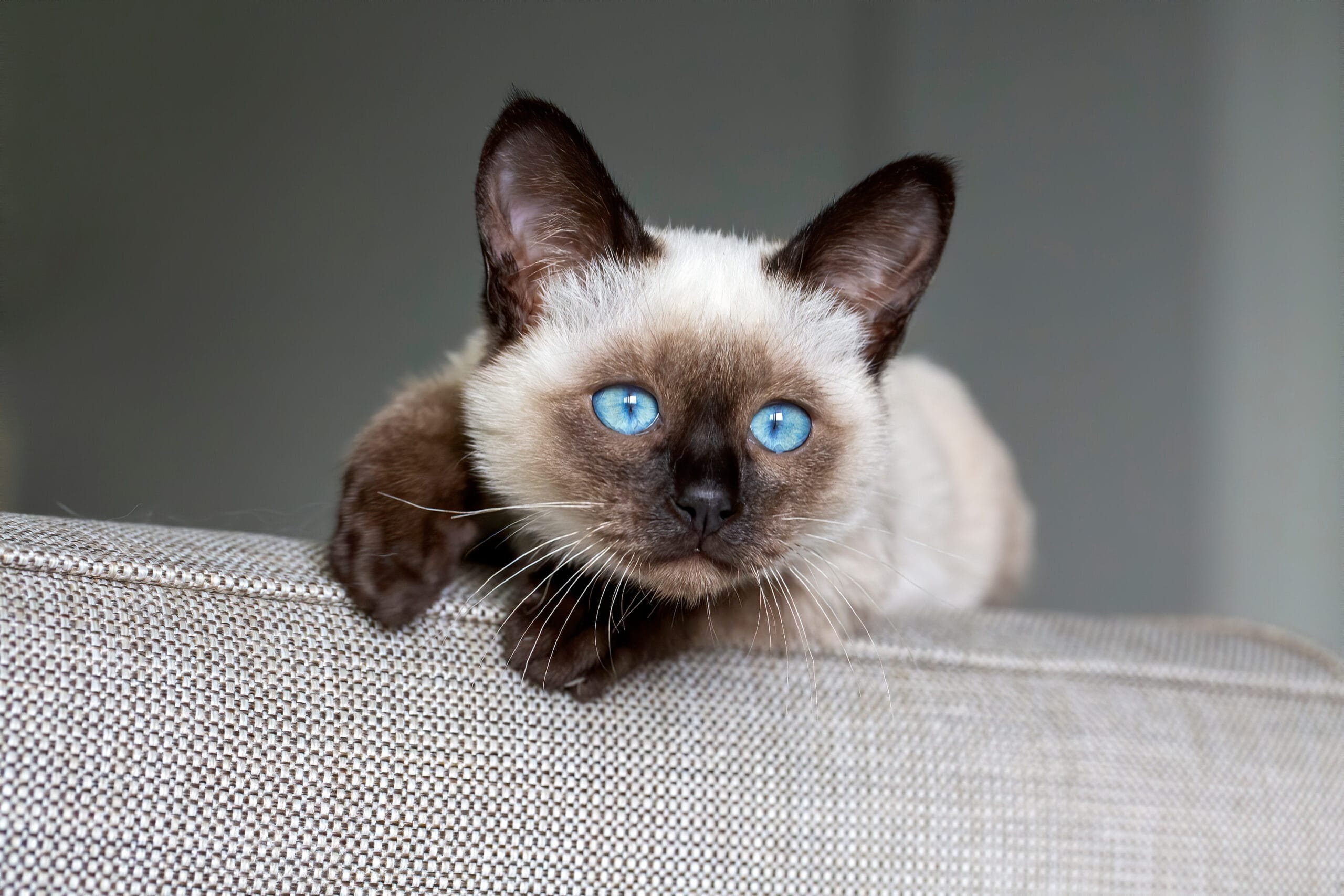National Siamese Cat Day: Meet Handsome & Learn More