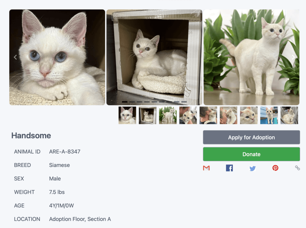 Handsome ARE Rescue National Siamese Cat Day