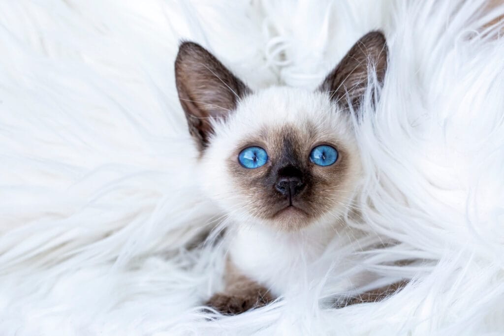 Pet animal; cute siamese cat