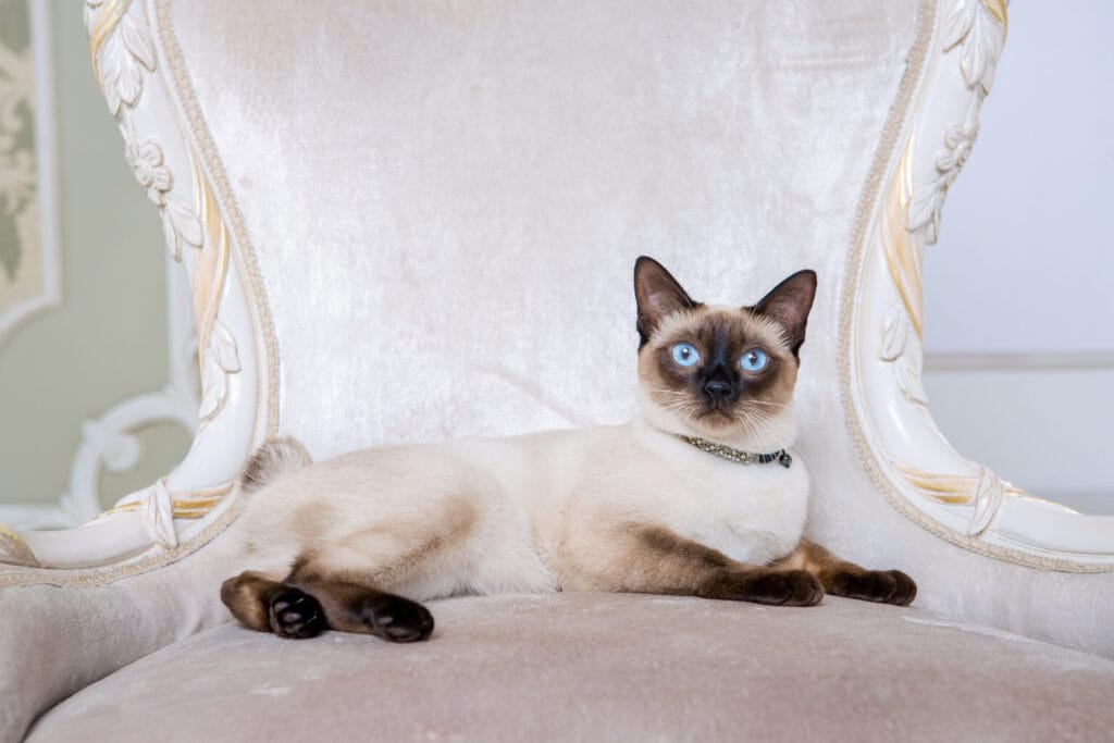 The theme of wealth and luxury. The impudent narcissistic cat of breed Mekong Bobtail poses on a vinage chair in an expensive interior. Thai cat with no tail and jewelry. Decoration on the neck